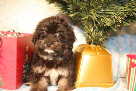 havanese-puppies